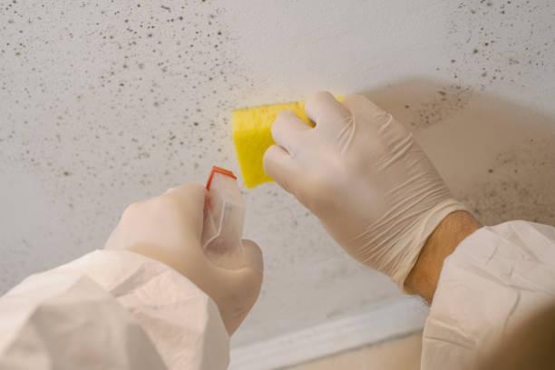 Reliable Texarkana, TX Mold Removal Solutions